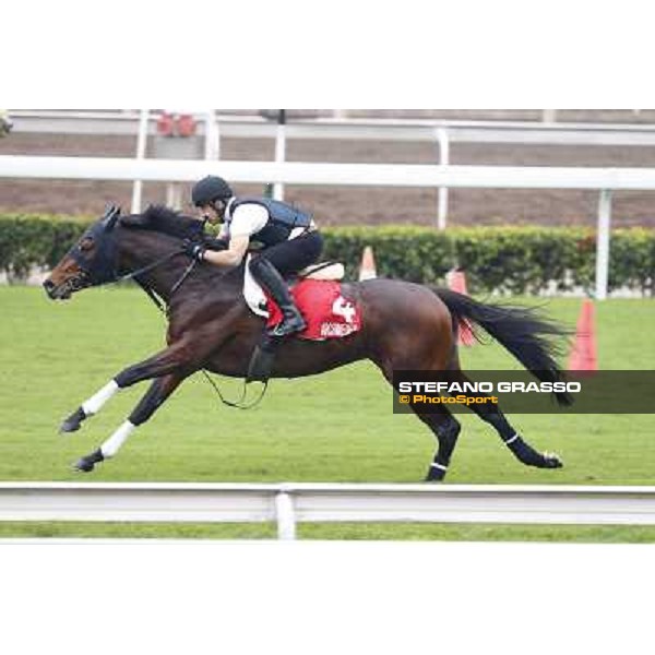 Archimedes Morning track works Hong Kong - Sha Tin racecourse,10/12/2014 ph.Stefano Grasso
