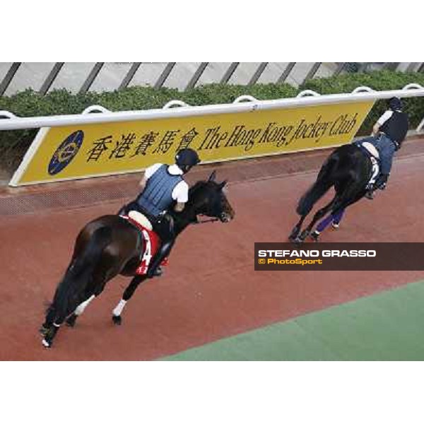 Archimedes and Fiero Morning track works Hong Kong - Sha Tin racecourse,10/12/2014 ph.Stefano Grasso