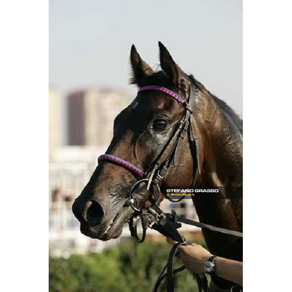 close up for Senex winner of Bosphorus Cup Istanbul 10th september 2005 ph. Stefano Grasso
