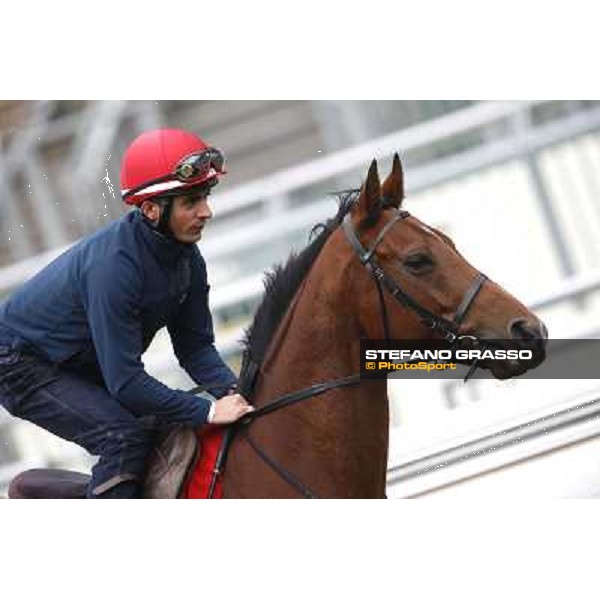Andrea Atzeni on Farraaj Hong Kong - Sha Tin racecourse,12/12/2014 ph.Stefano Grasso
