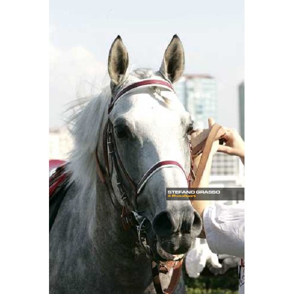 close up for Dahess winner of International Malazgirt Trophy Istanbul 10th september 2005 ph. Stefano Grasso