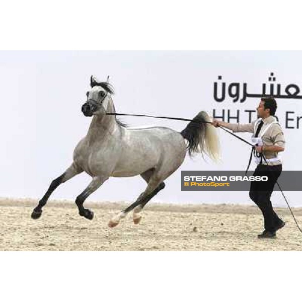 24th Qatar International Arabian Horse Show - Day 2 Doha,20th febr.2015 ph.Stefano Grasso