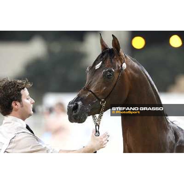 24th Qatar International Arabian Horse Show - Day 2 Doha,20th febr.2015 ph.Stefano Grasso