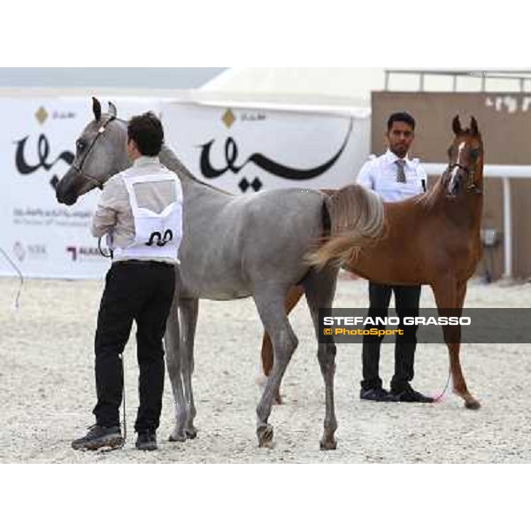 24th Qatar International Arabian Horse Show - Day 2 Doha,20th febr.2015 ph.Stefano Grasso