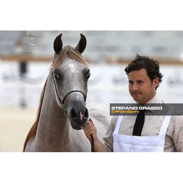 24th Qatar International Arabian Horse Show - Day 2 Doha,20th febr.2015 ph.Stefano Grasso