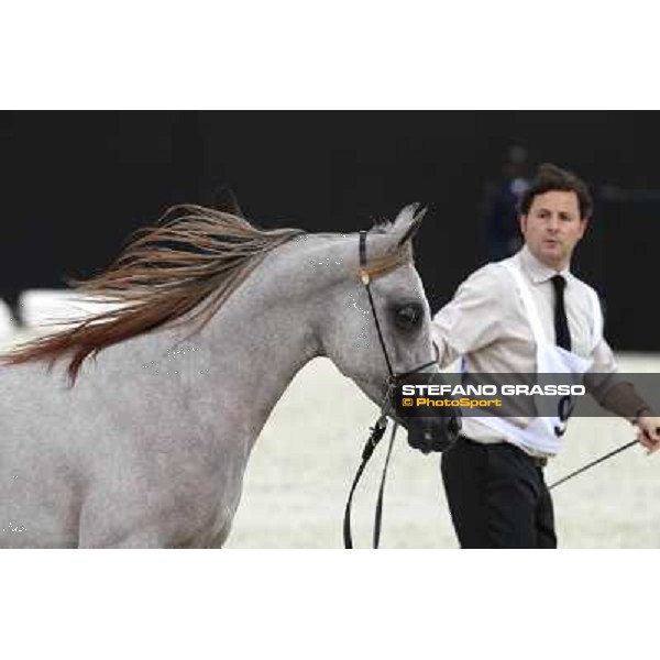 24th Qatar International Arabian Horse Show - Day 2 Doha,20th febr.2015 ph.Stefano Grasso