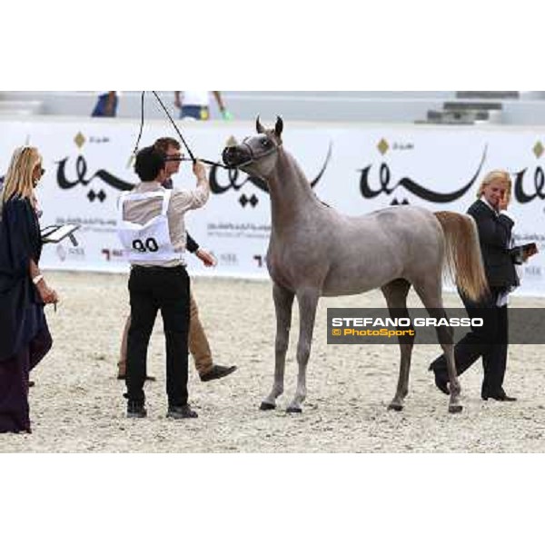 24th Qatar International Arabian Horse Show - Day 2 Doha,20th febr.2015 ph.Stefano Grasso