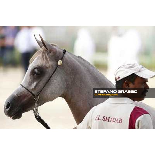 24th Qatar International Arabian Horse Show - Day 2 Doha,20th febr.2015 ph.Stefano Grasso