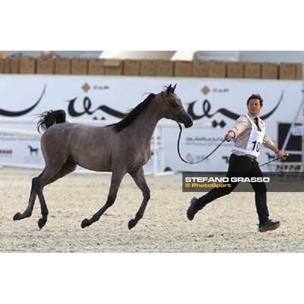 24th Qatar International Arabian Horse Show - Day 2 Doha,20th febr.2015 ph.Stefano Grasso