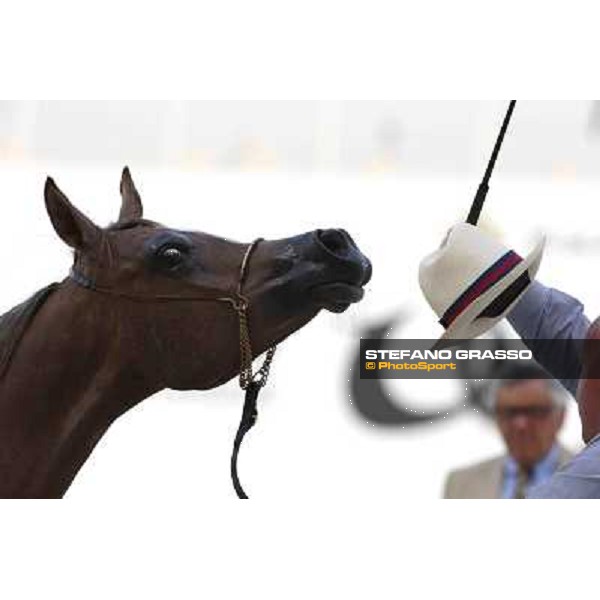 24th Qatar International Arabian Horse Show - Day 2 Doha,20th febr.2015 ph.Stefano Grasso