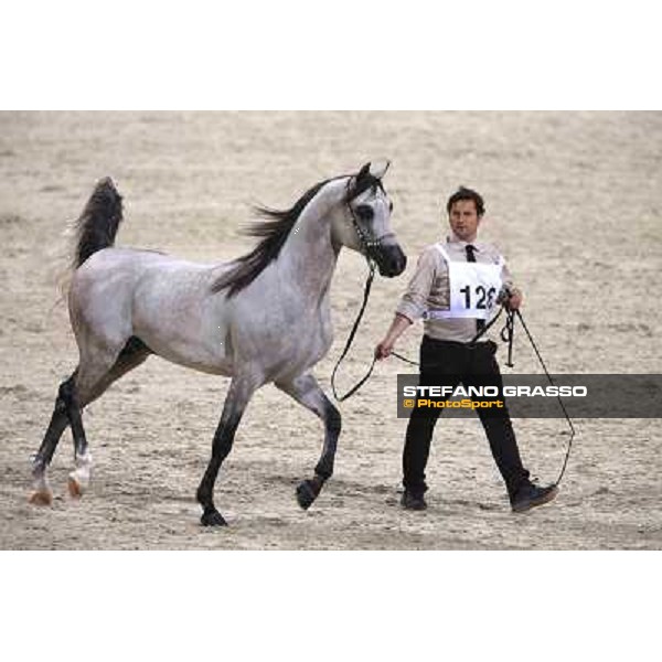24th Qatar International Arabian Horse Show - Day 2 Doha,20th febr.2015 ph.Stefano Grasso