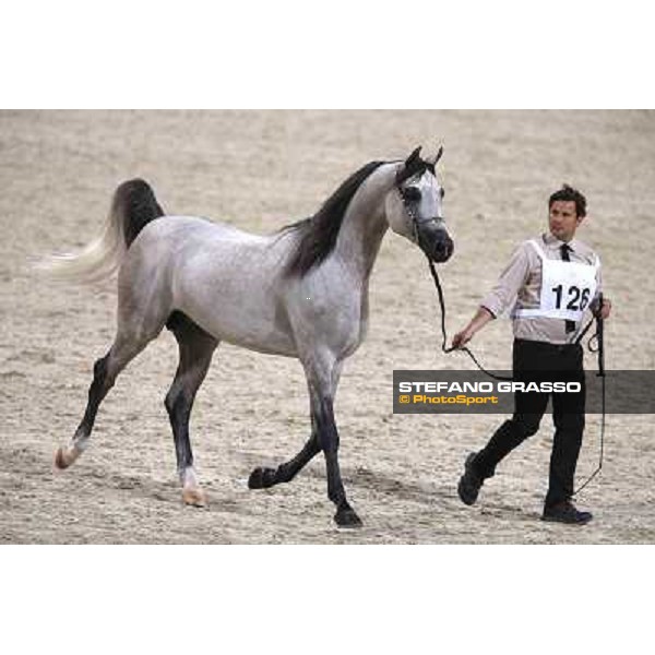 24th Qatar International Arabian Horse Show - Day 2 Doha,20th febr.2015 ph.Stefano Grasso