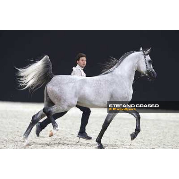 24th Qatar International Arabian Horse Show - Day 2 Doha,20th febr.2015 ph.Stefano Grasso