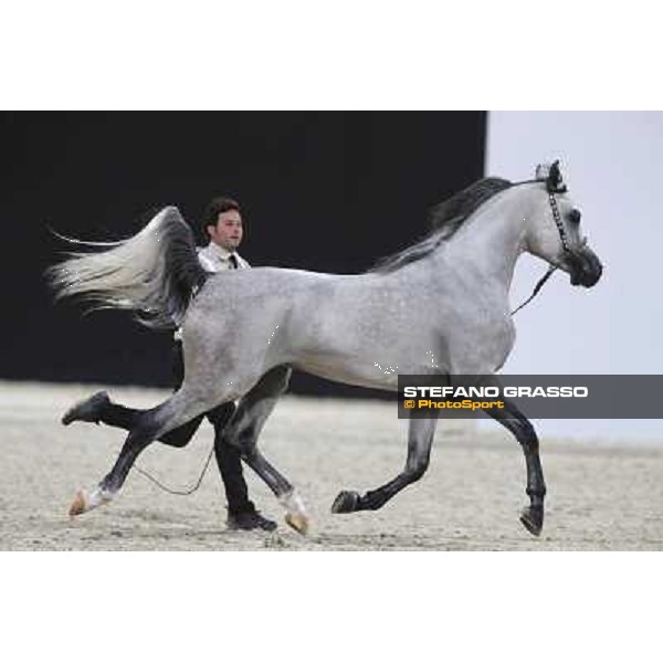 24th Qatar International Arabian Horse Show - Day 2 Doha,20th febr.2015 ph.Stefano Grasso