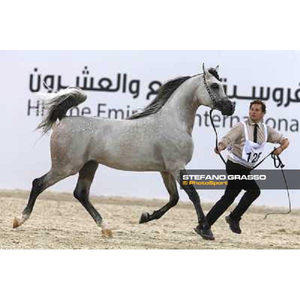24th Qatar International Arabian Horse Show - Day 2 Doha,20th febr.2015 ph.Stefano Grasso