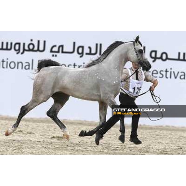 24th Qatar International Arabian Horse Show - Day 2 Doha,20th febr.2015 ph.Stefano Grasso