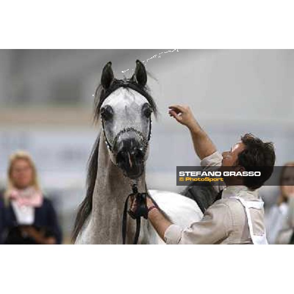 24th Qatar International Arabian Horse Show - Day 2 Doha,20th febr.2015 ph.Stefano Grasso