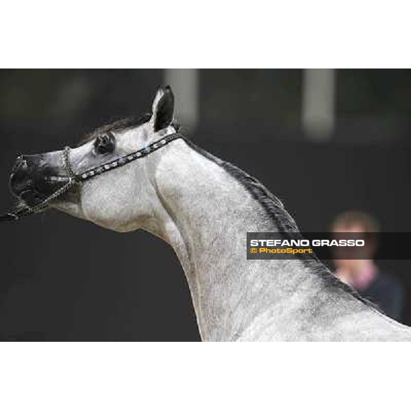 24th Qatar International Arabian Horse Show - Day 2 Doha,20th febr.2015 ph.Stefano Grasso