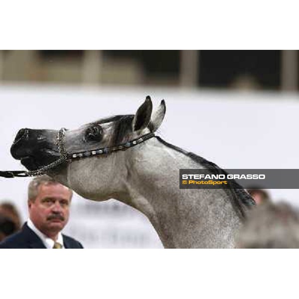 24th Qatar International Arabian Horse Show - Day 2 Doha,20th febr.2015 ph.Stefano Grasso