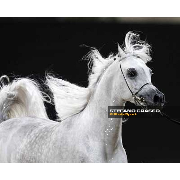 24th Qatar International Arabian Horse Show - Day 2 Doha,20th febr.2015 ph.Stefano Grasso