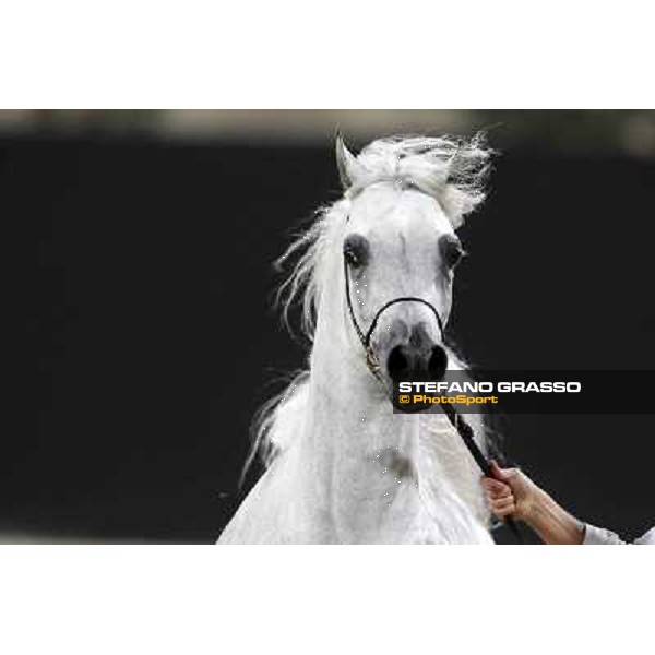 24th Qatar International Arabian Horse Show - Day 2 Doha,20th febr.2015 ph.Stefano Grasso