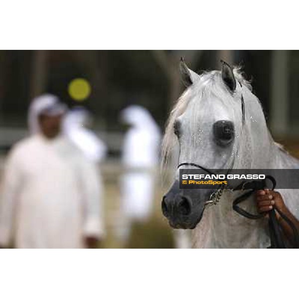 24th Qatar International Arabian Horse Show - Day 2 Doha,20th febr.2015 ph.Stefano Grasso