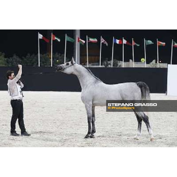 24th Qatar International Arabian Horse Show - Day 2 Doha,20th febr.2015 ph.Stefano Grasso