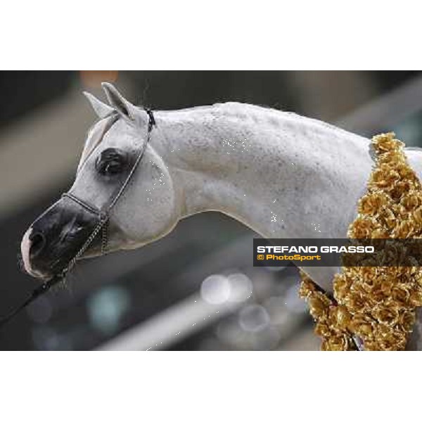 24th Qatar International Arabian Horse Show - Portraits at the Finals Doha,21th febr.2015 ph.Stefano Grasso