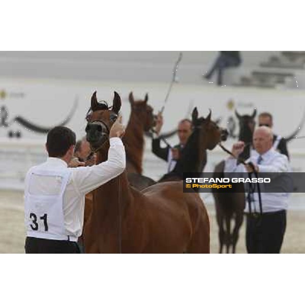 24th Qatar International Arabian Horse Show - Portraits at the Finals Doha,21th febr.2015 ph.Stefano Grasso