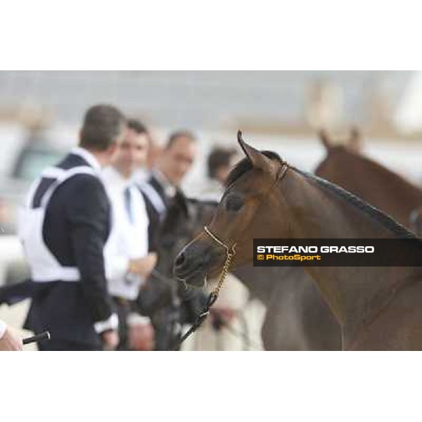24th Qatar International Arabian Horse Show - Portraits at the Finals Doha,21th febr.2015 ph.Stefano Grasso
