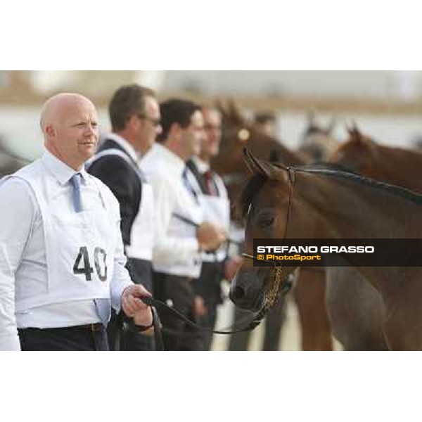 24th Qatar International Arabian Horse Show - Portraits at the Finals Doha,21th febr.2015 ph.Stefano Grasso
