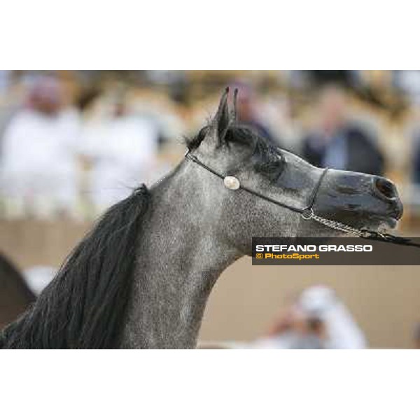 24th Qatar International Arabian Horse Show - Portraits at the Finals Doha,21th febr.2015 ph.Stefano Grasso