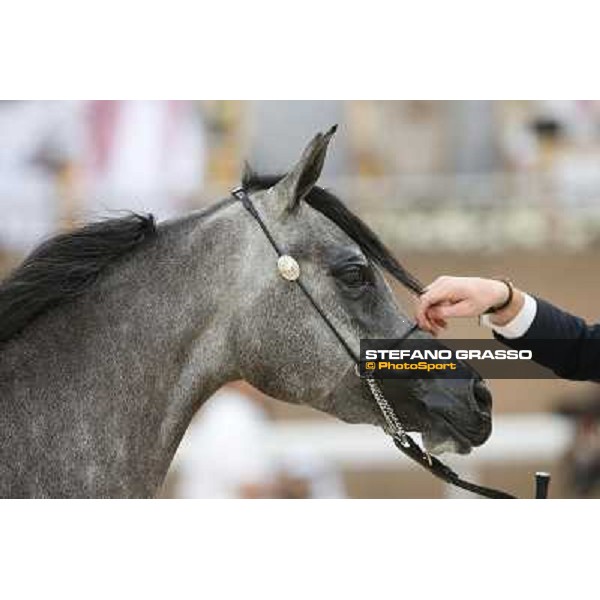 24th Qatar International Arabian Horse Show - Portraits at the Finals Doha,21th febr.2015 ph.Stefano Grasso