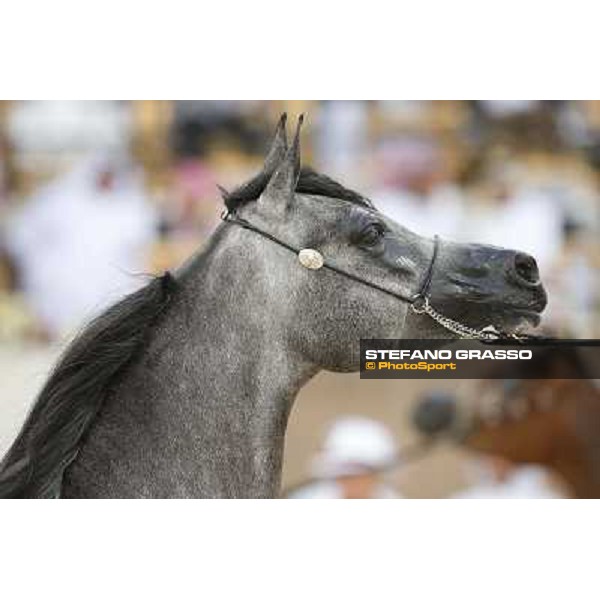 24th Qatar International Arabian Horse Show - Portraits at the Finals Doha,21th febr.2015 ph.Stefano Grasso