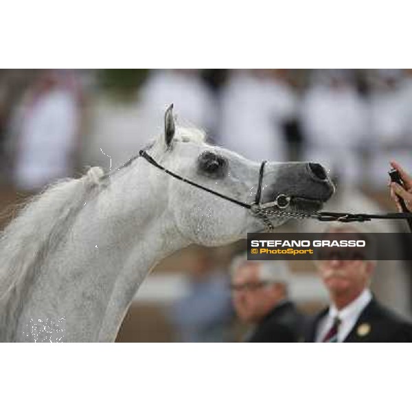 24th Qatar International Arabian Horse Show - Portraits at the Finals Doha,21th febr.2015 ph.Stefano Grasso