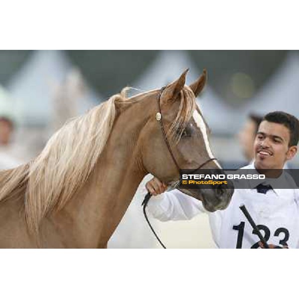 24th Qatar International Arabian Horse Show - Portraits at the Finals Doha,21th febr.2015 ph.Stefano Grasso