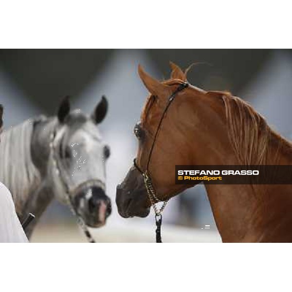 24th Qatar International Arabian Horse Show - Portraits at the Finals Doha,21th febr.2015 ph.Stefano Grasso