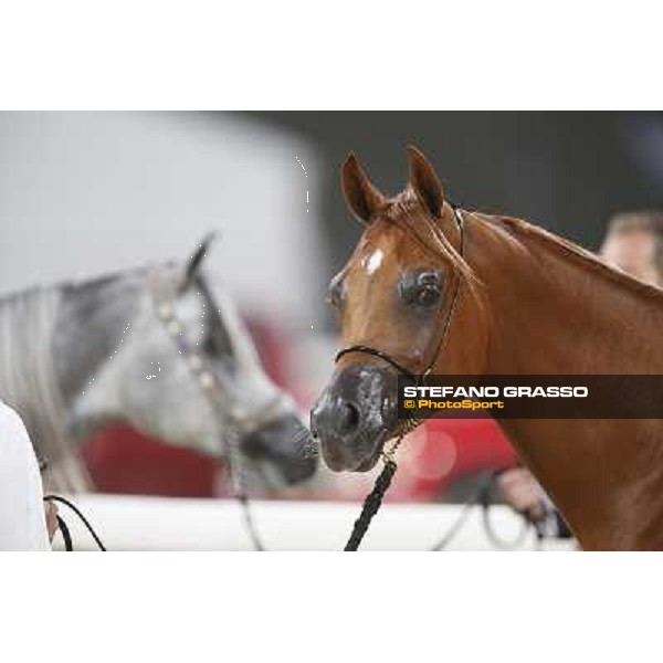 24th Qatar International Arabian Horse Show - Portraits at the Finals Doha,21th febr.2015 ph.Stefano Grasso