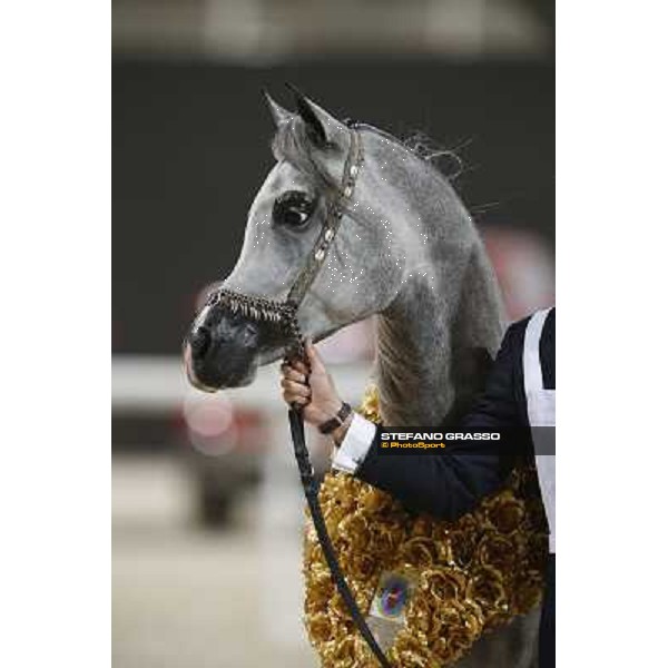 24th Qatar International Arabian Horse Show - Portraits at the Finals Doha,21th febr.2015 ph.Stefano Grasso