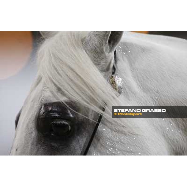 24th Qatar International Arabian Horse Show - Portraits at the Finals Doha,21th febr.2015 ph.Stefano Grasso