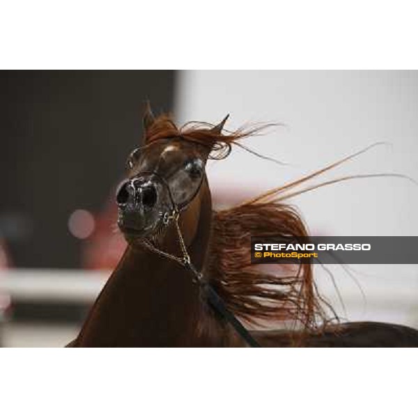24th Qatar International Arabian Horse Show - Portraits at the Finals Doha,21th febr.2015 ph.Stefano Grasso
