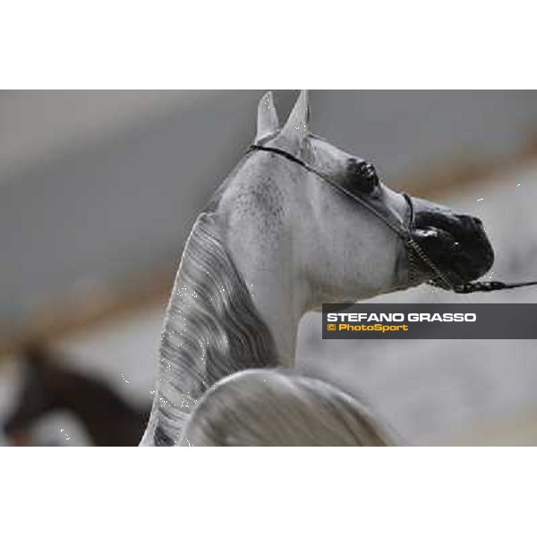 24th Qatar International Arabian Horse Show - Portraits at the Finals Doha,21th febr.2015 ph.Stefano Grasso