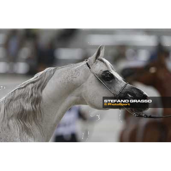 24th Qatar International Arabian Horse Show - Portraits at the Finals Doha,21th febr.2015 ph.Stefano Grasso