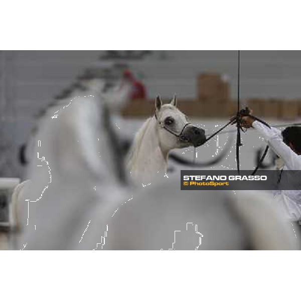 24th Qatar International Arabian Horse Show - Portraits at the Finals Doha,21th febr.2015 ph.Stefano Grasso