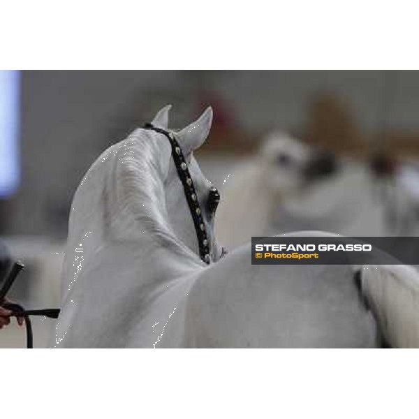 24th Qatar International Arabian Horse Show - Portraits at the Finals Doha,21th febr.2015 ph.Stefano Grasso
