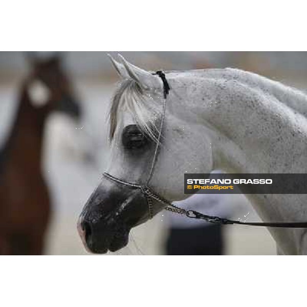 24th Qatar International Arabian Horse Show - Portraits at the Finals Doha,21th febr.2015 ph.Stefano Grasso