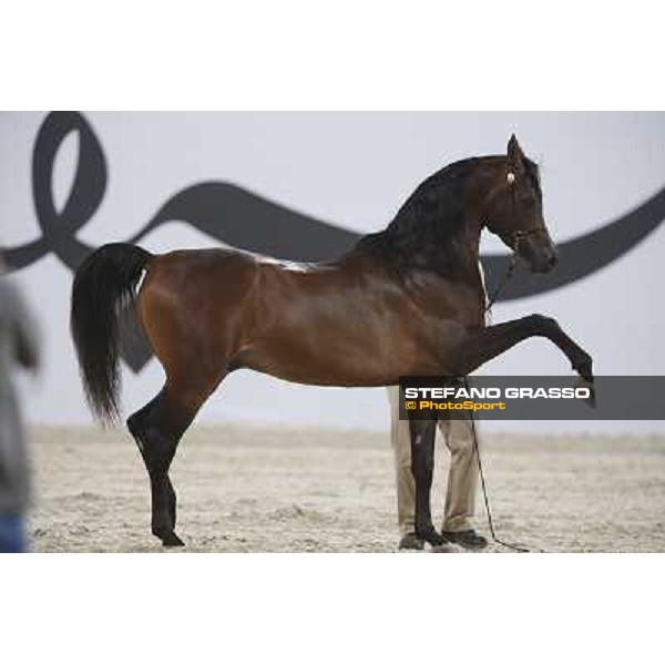 24th Qatar International Arabian Horse Show - Portraits at the Finals Doha,21th febr.2015 ph.Stefano Grasso