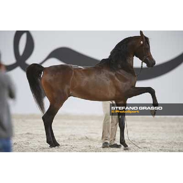 24th Qatar International Arabian Horse Show - Portraits at the Finals Doha,21th febr.2015 ph.Stefano Grasso