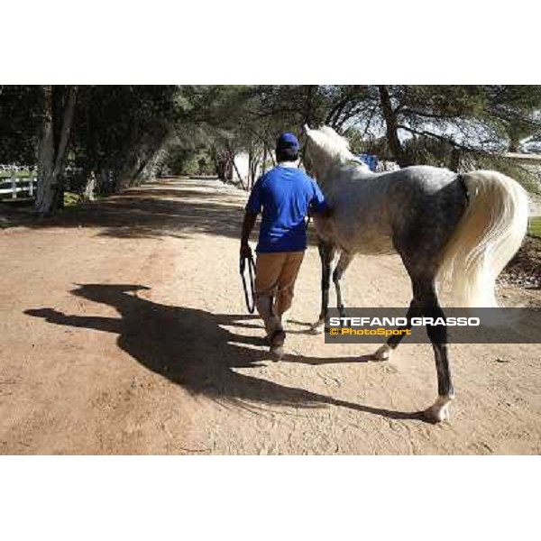 a morning at Al Shahania Stud Doha,23rd february 2015 ph.Stefano Grasso