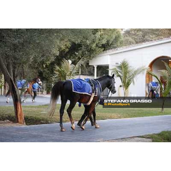 a morning at Al Shahania Stud Doha,23rd february 2015 ph.Stefano Grasso